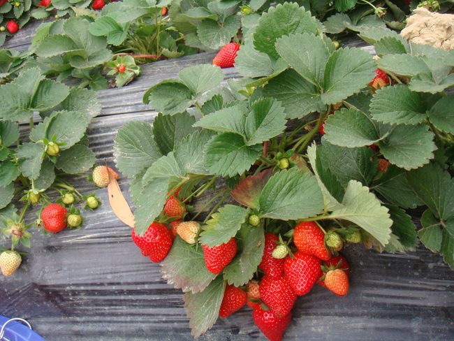 优质草莓苗低价供应草莓苗大量批发供应山东草莓苗章姬红颜全明星图片