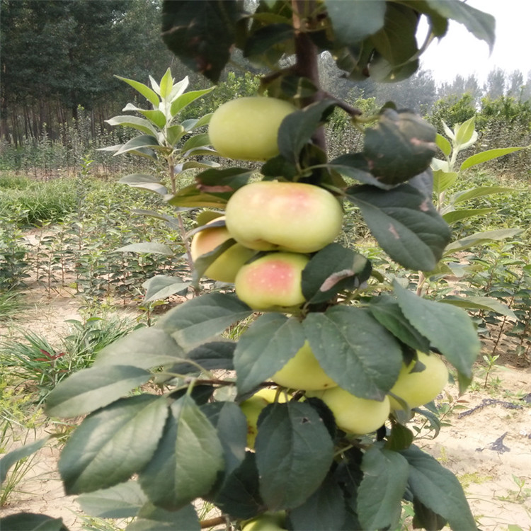 红富士苹果苗 产量高 抗病虫害批发