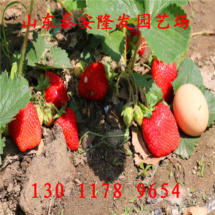 供应用于草莓苗品种的山东草莓苗批发商草莓苗报价价格最实惠的草莓苗哪里找草莓苗供应商图片