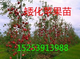 供应山东矮化苹果苗、山东矮化苹果苗价格，山东矮化苹果苗基地