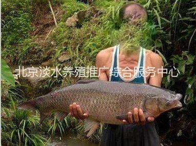 批发青鱼苗鲤鱼苗鲫鱼黄金鲫锦鲤鱼供应用于淡水鱼苗批发|淡水鱼苗夏花|淡水鱼苗厂家的批发青鱼苗鲤鱼苗鲫鱼黄金鲫锦鲤鱼