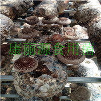 供应食用菌菌棒香菇菌棒养殖 出口食用菌菌棒香菇菌棒图片