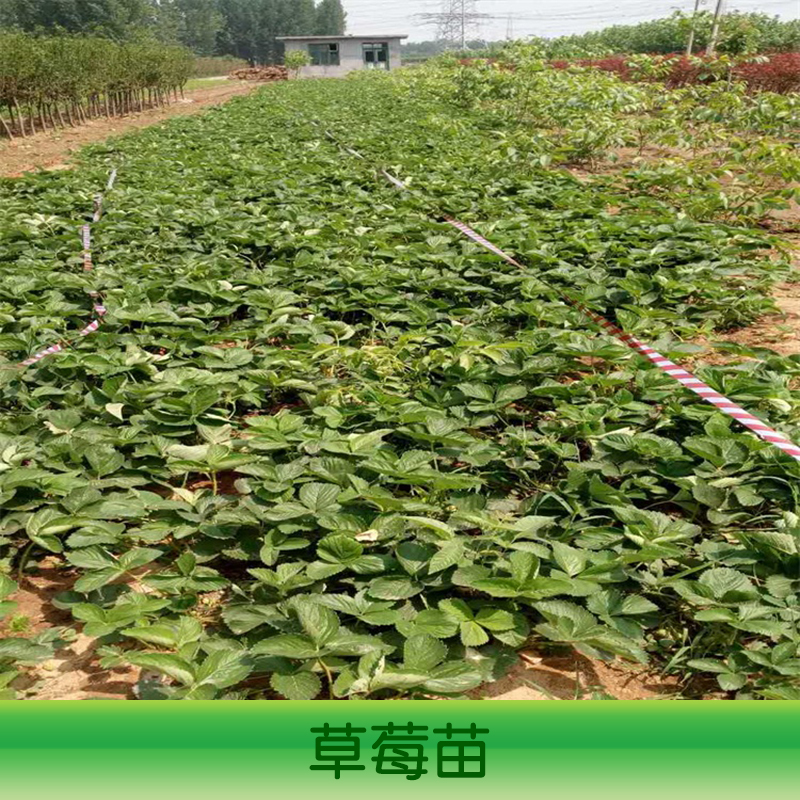 山东草莓苗种植基地、泰安草莓苗种植基地、草莓苗价格、草莓苗类型