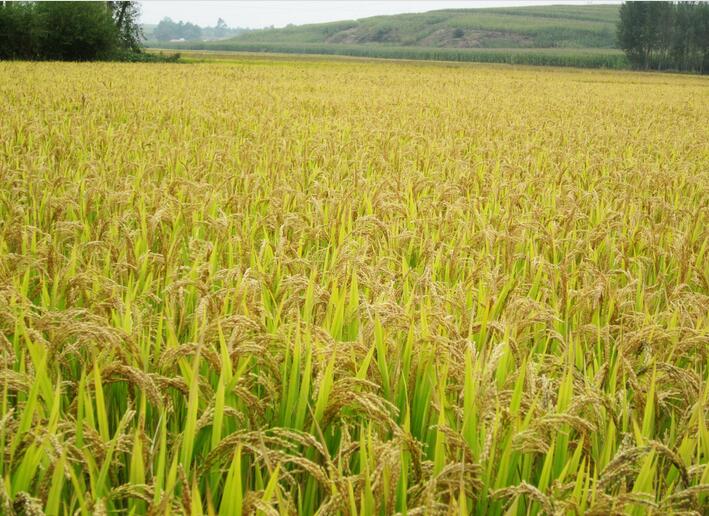 供应黑龙江水稻 黑龙家厂家专业种植水稻