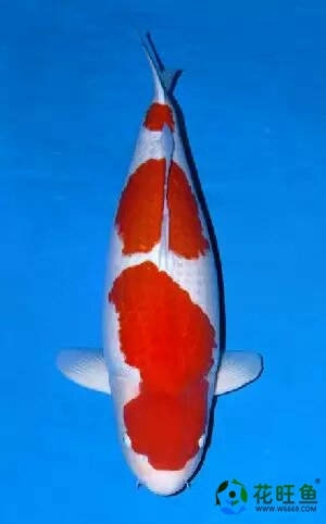 纯种锦鲤红白2-4段大型活体批发零售精选风水鱼全国包活图片