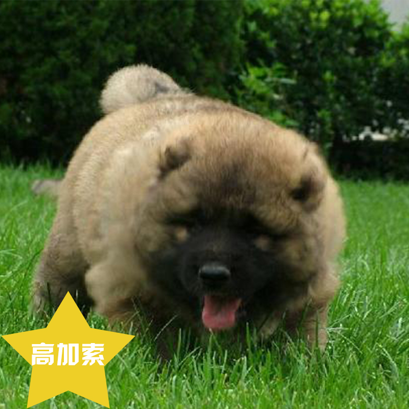 高加索 纯种高加索幼犬俄罗斯高加索双血统高加索猛犬