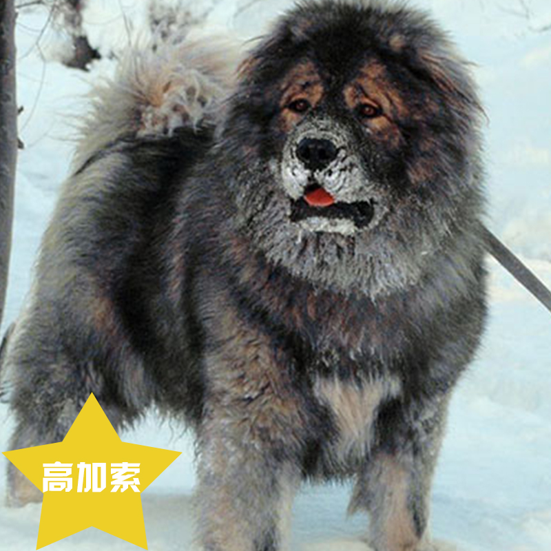 高加索 纯种高加索幼犬俄罗斯高加索双血统高加索猛犬