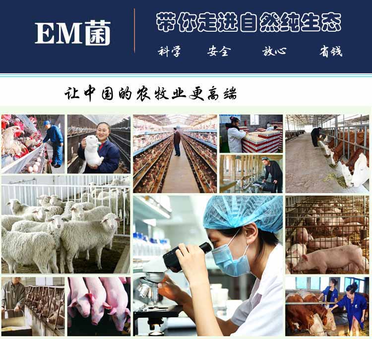 郑州市怎么使用EM菌益生菌养蚕厂家