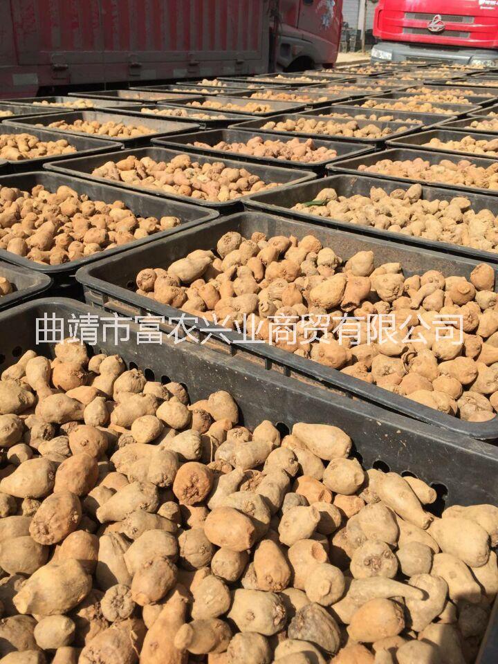 贵州魔芋种子多少钱一吨批发