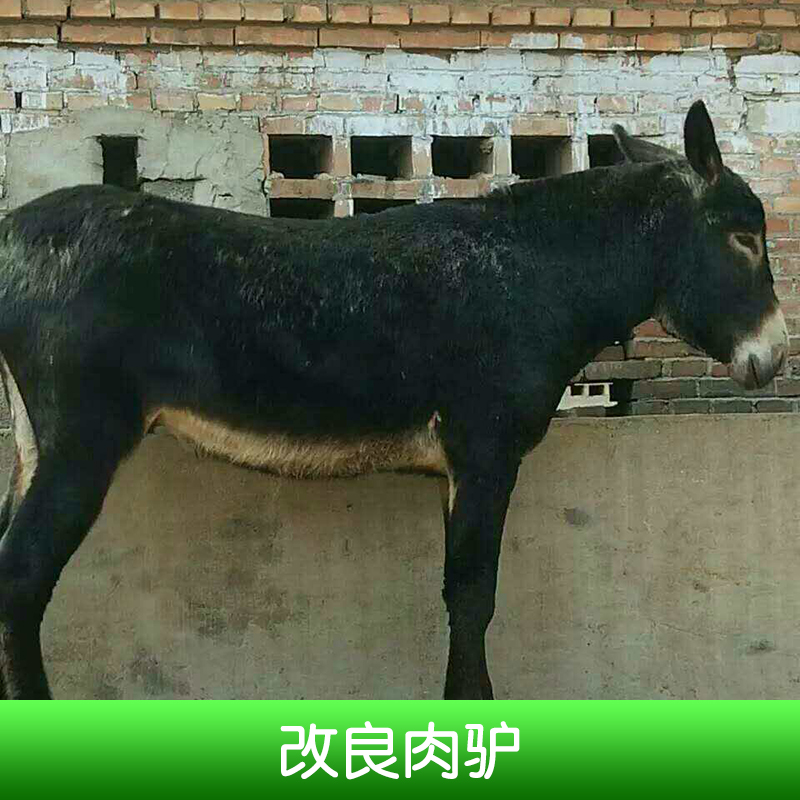 菏泽市改良肉驴养殖厂家