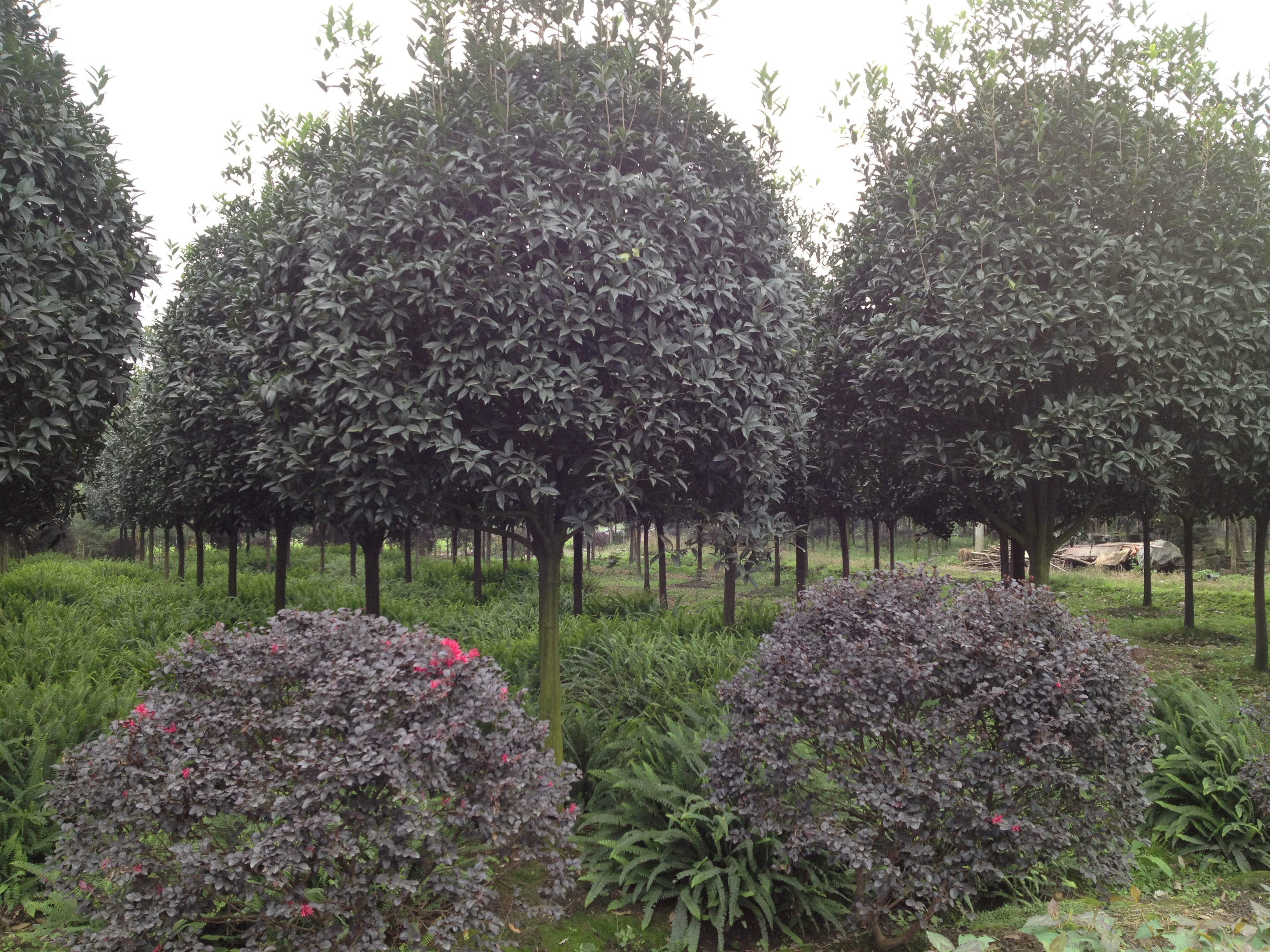 成都市精品桂花,成都桂花基地批发价格厂家