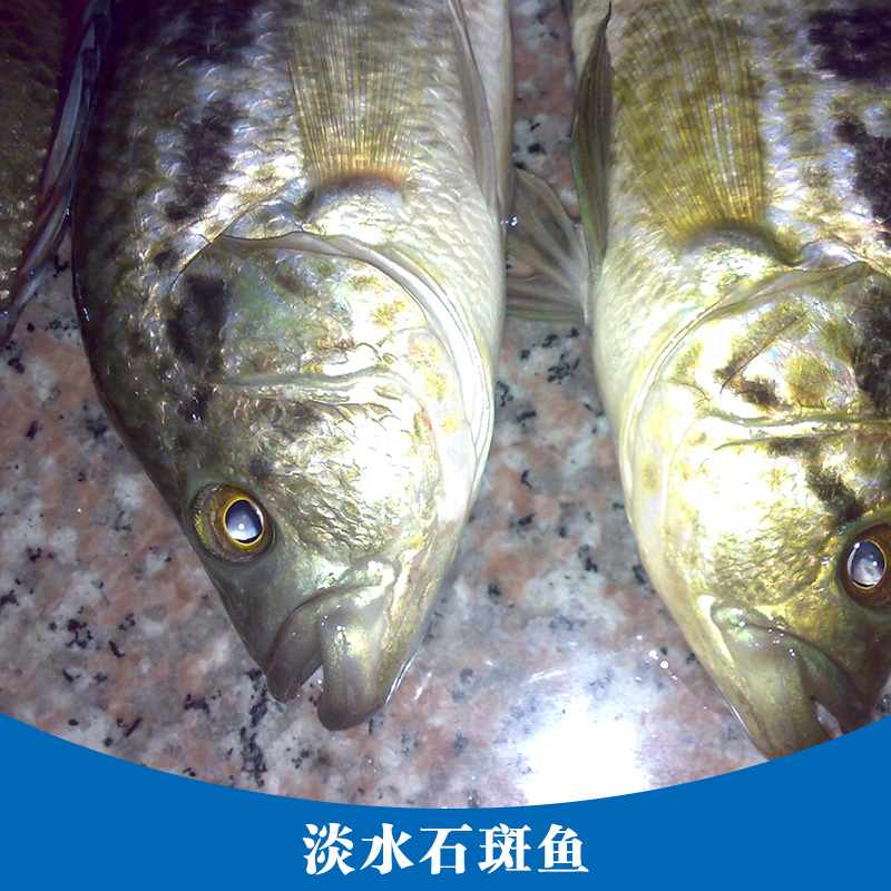 广州市淡水石斑鱼产品厂家