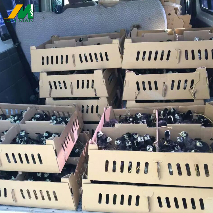 供应用于养殖的青铜火鸡苗种禽出售疫苗已做江苏农场直供各种特禽苗禽都有