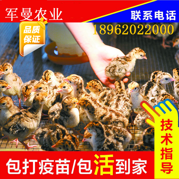 供应用于养殖的青铜火鸡苗种禽出售疫苗已做江苏农场直供各种特禽苗禽都有