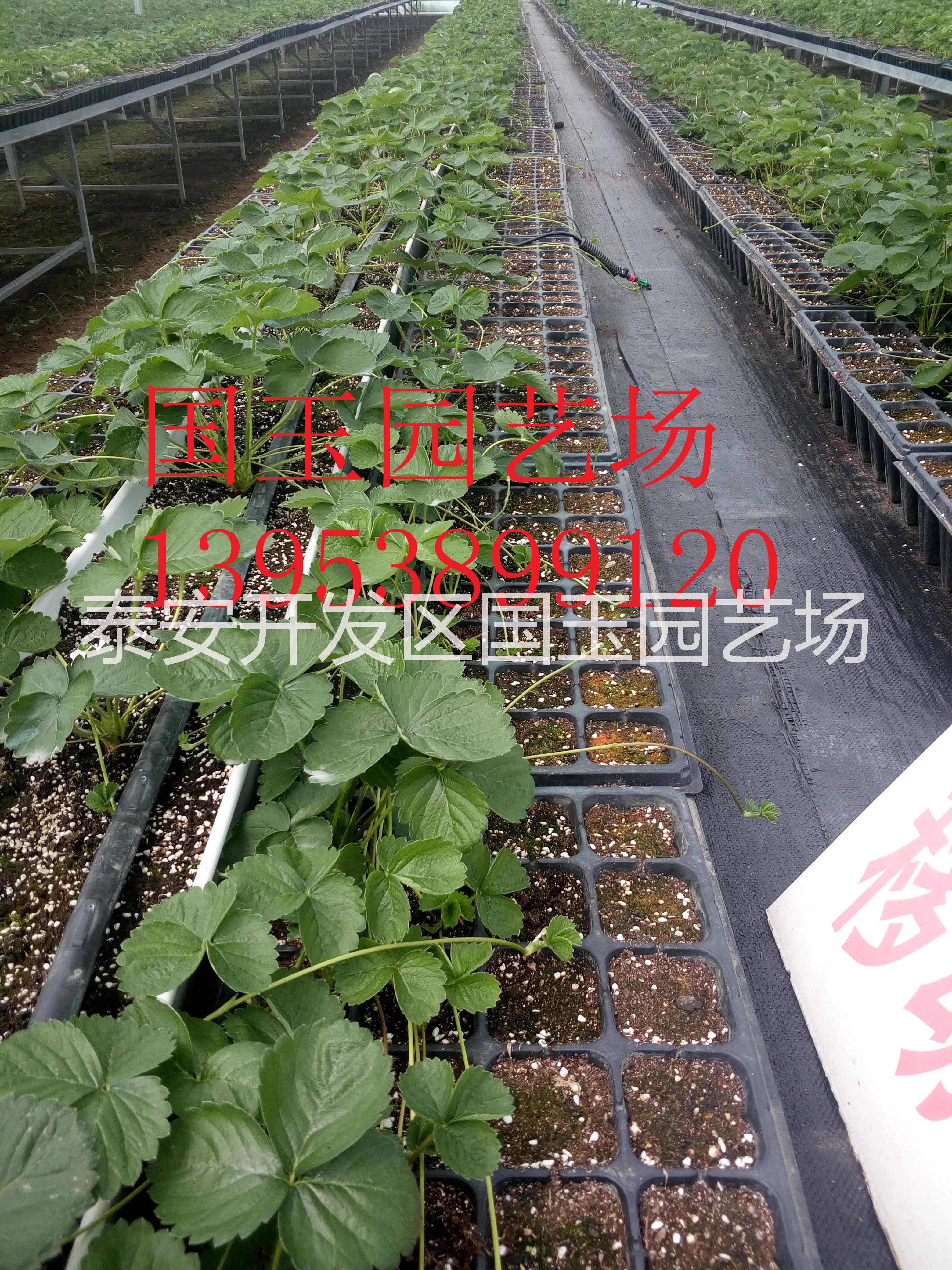 泰安市红颜草莓苗价格 脱毒草莓苗厂家