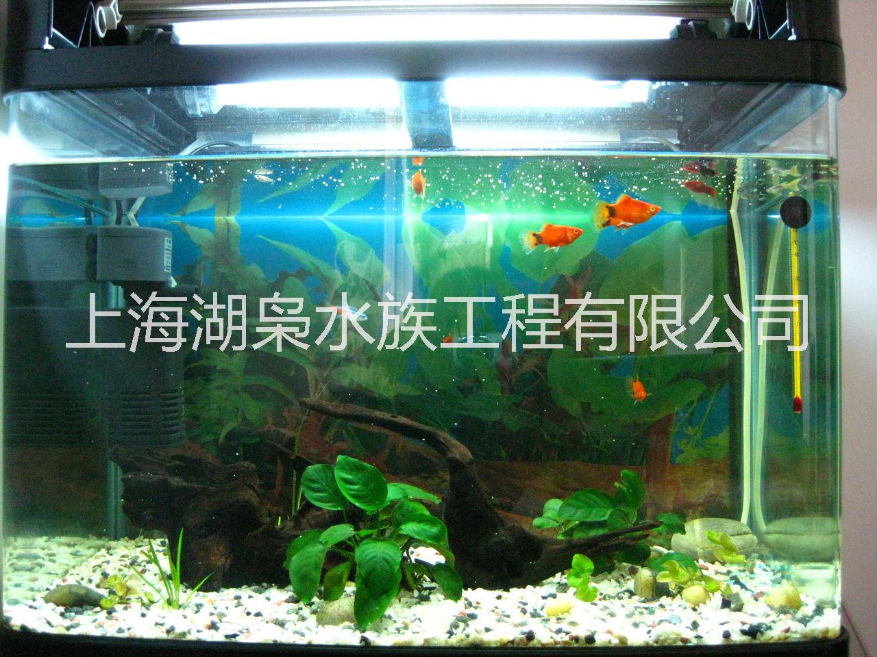 饲养热带鱼鱼缸 热带鱼观赏鱼缸厂家  饲养热带鱼生态鱼缸