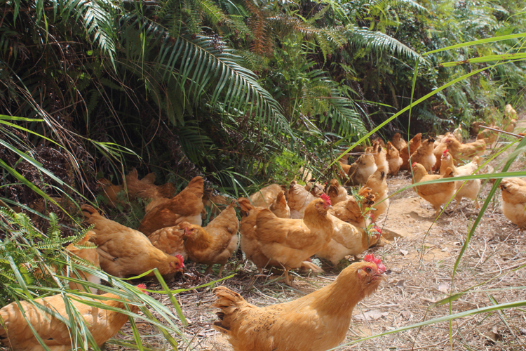供应月子鸡预定就选达济生态鸡/月子鸡价格/月子鸡养殖图片