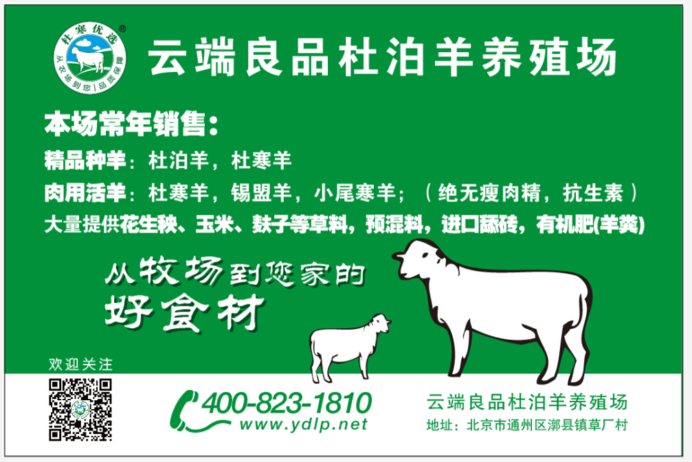 供应用于饲养或屠宰的杜泊羊