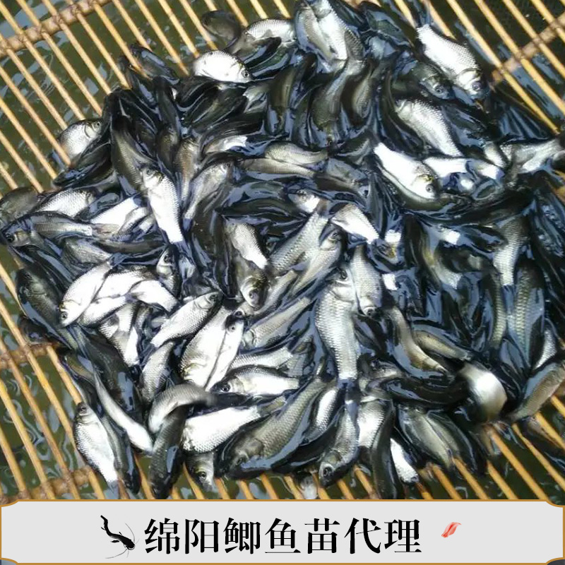 绵阳鲫鱼苗代理 鲫鱼苗供应商 绵阳鲫鱼养殖 绵阳大白鲫鱼苗