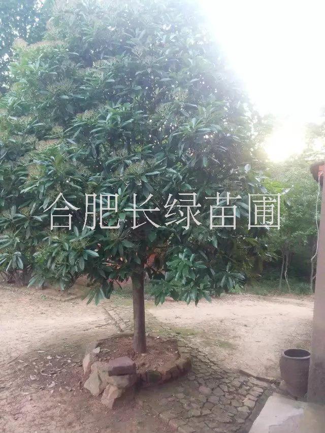 供应安徽肥西三角枫，乌桕，榔榆，中华石楠，红叶李，朴树