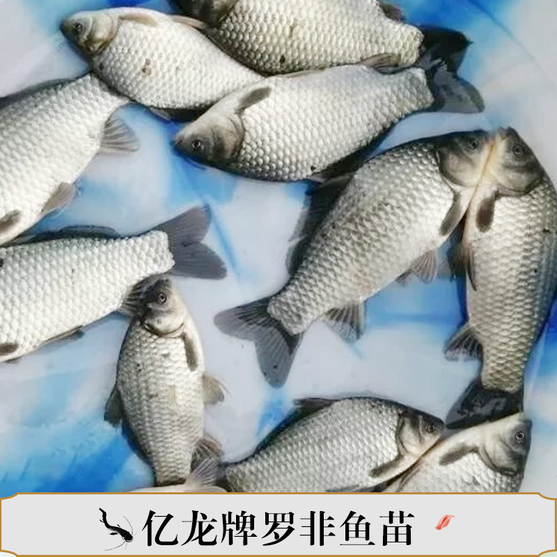 亿龙牌罗非鱼苗产品 专业罗非鱼养殖  亿龙牌罗非鱼鱼苗供应图片