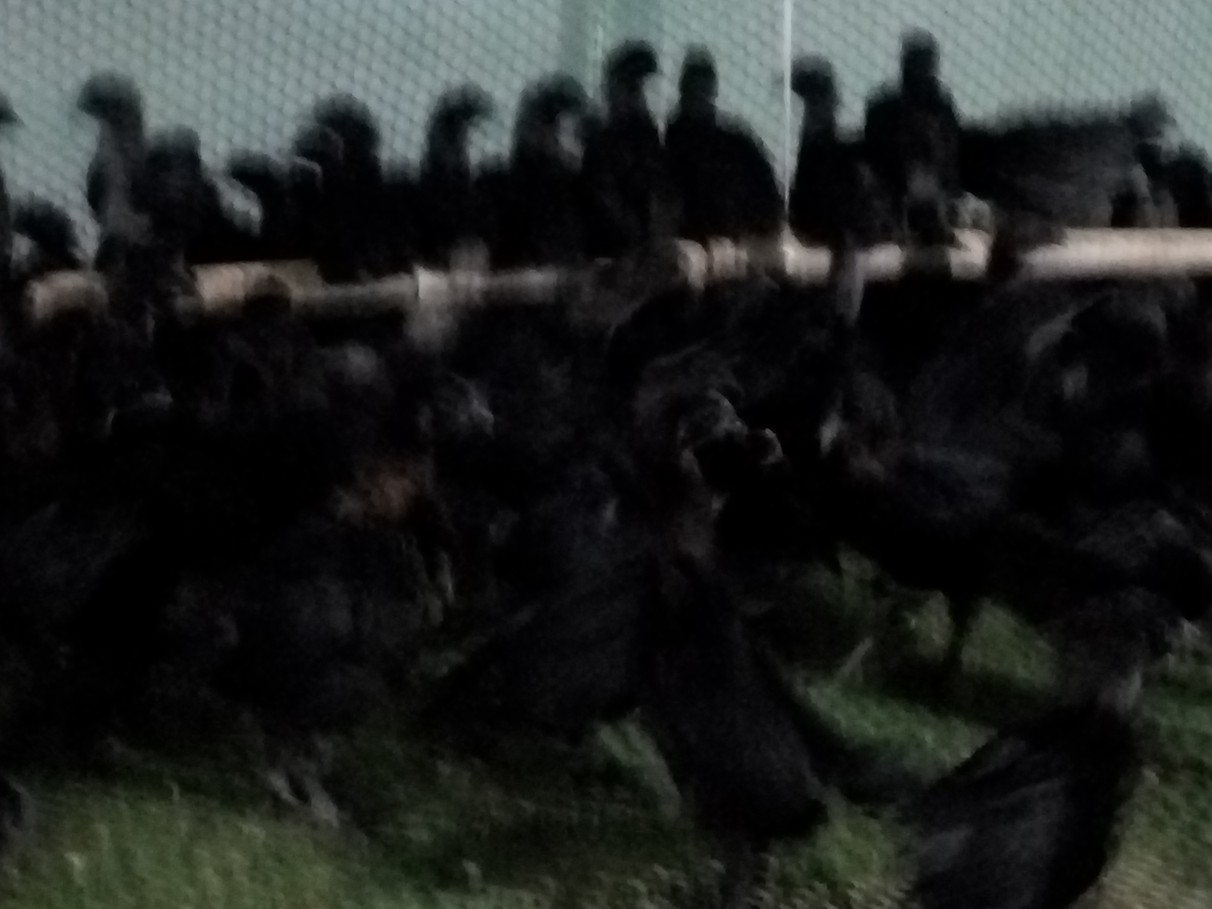 五黑鸡绿壳蛋鸡脱温苗哪里纯种请到祖元农牧绿壳蛋鸡脱温苗图片