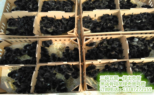 常年供应五黑鸡苗、高产绿壳蛋鸡苗图片