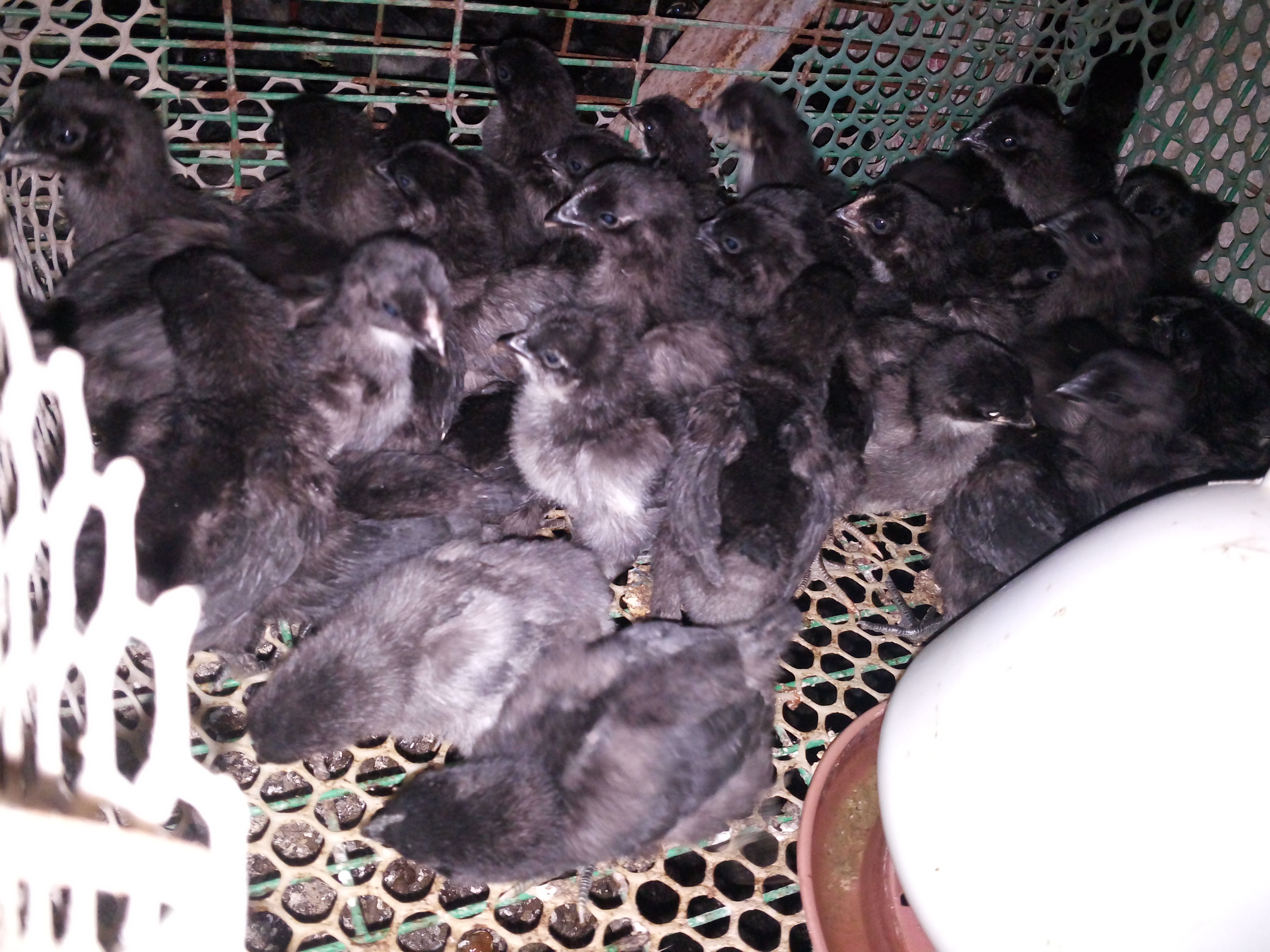 常年供应五黑鸡苗、高产黑羽红冠、麻羽绿壳蛋鸡苗图片