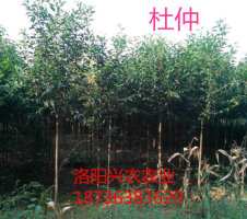 河南哪里有杜仲种植基地 杜仲绿化苗木批发图片