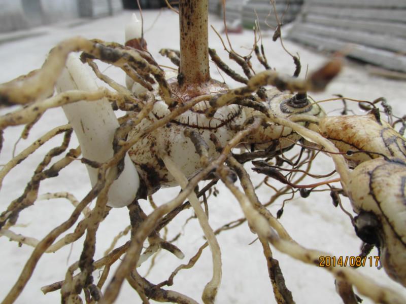 供应用于名贵中药的白芨种子种苗块茎果荚育苗种植技术图片