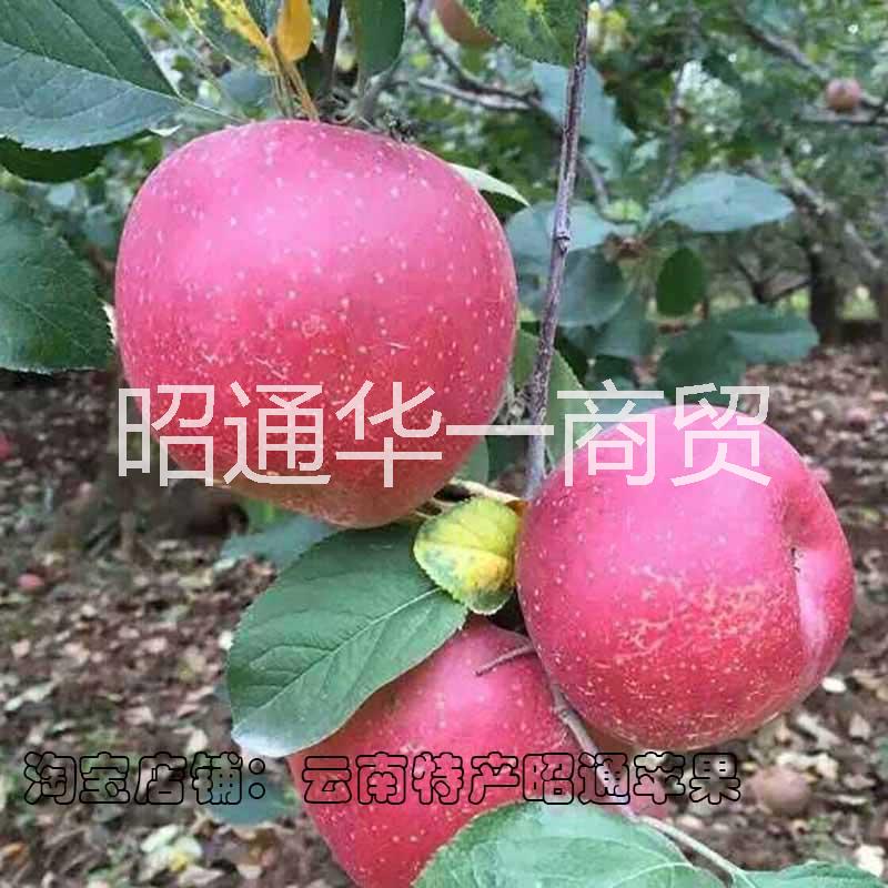 供应云南昭通丑苹果红富士苹果新鲜水果苹果批发零售图片