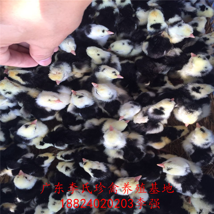 江门市贵妃鸡厂家供应用于种苗的贵妃鸡