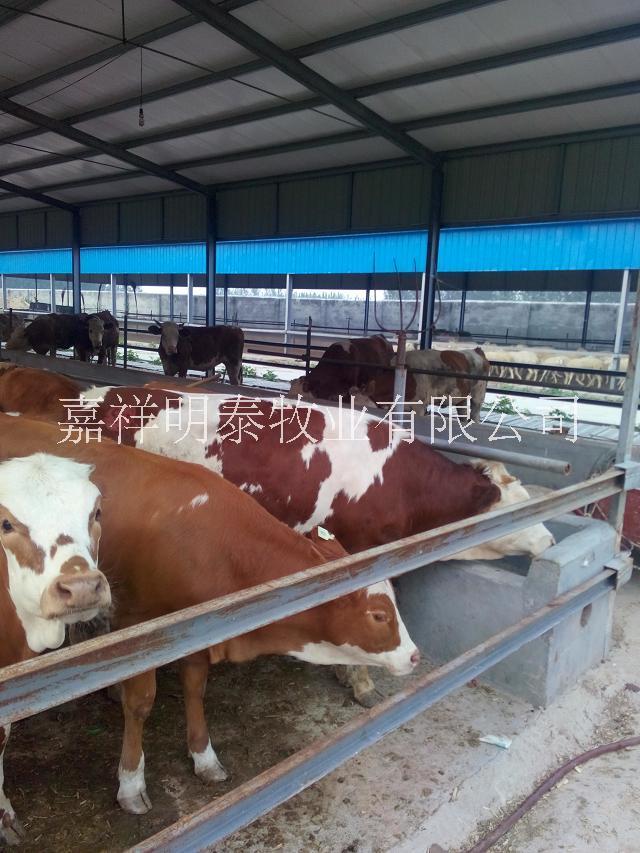 西门塔尔牛犊 西门塔尔牛价格 肉牛养殖场 花牛牛犊养殖场技术图片