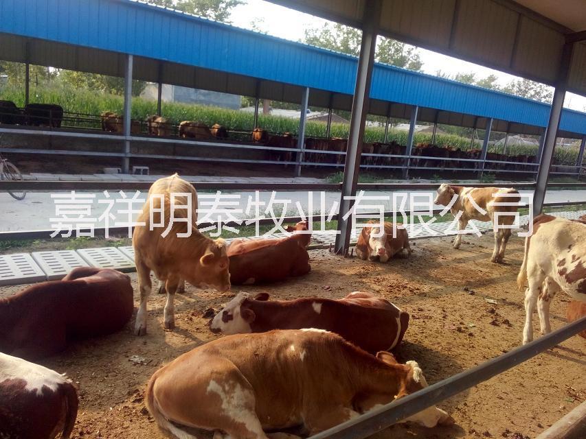 西门塔尔牛犊 西门塔尔牛价格 肉牛养殖场 花牛牛犊养殖场技术