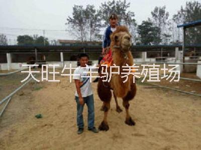 济宁市山东骆驼养殖场的新兴租赁行业厂家