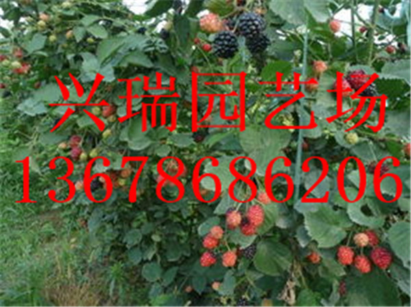 树莓苗红树莓紫树莓黑树莓树莓品种种植技术树莓产量品质树莓经济效益图片