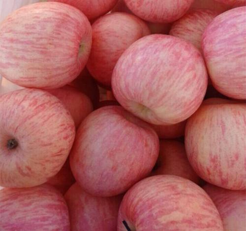 山东万亩苹果上市美八苹果今日价格 山东苹果批发 美八苹果价格 山东苹果产地 果产地