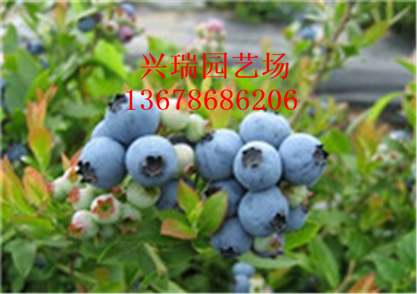 蓝莓苗蓝丰都克薄雾奥尼尔品质纯正产量蓝莓种植基地经济效益图片