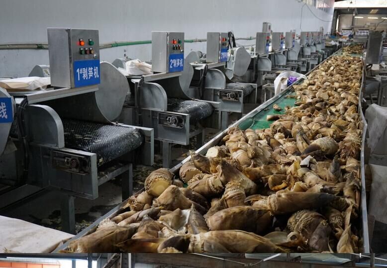 雷竹笋剥壳机厂家，价格，批发，食品剥壳机生产，哪里的竹笋剥壳机好图片
