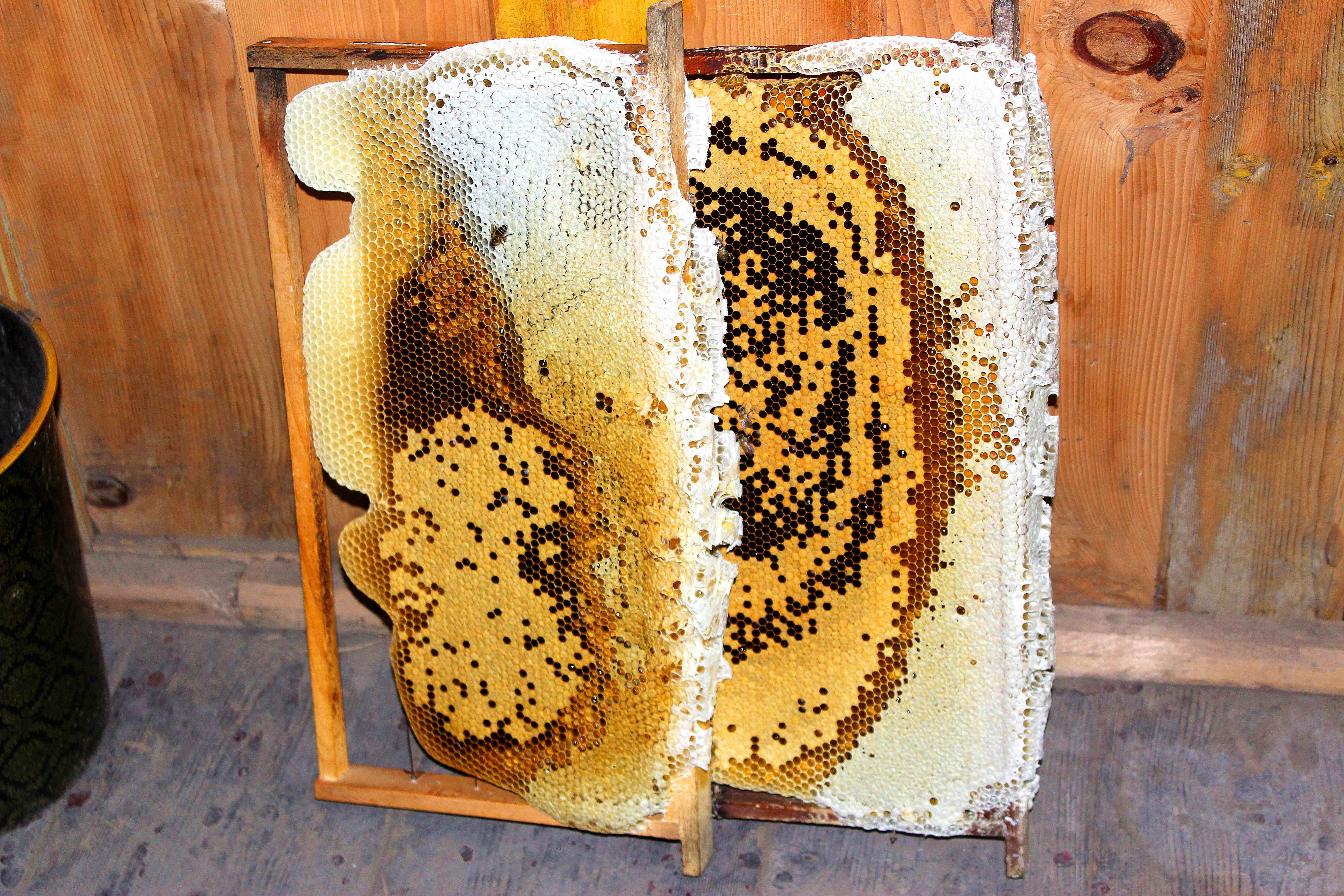 我来自羌山高浓度山花蜜我来自羌山高浓度山花蜜 蜂蜜的作用 蜂蜜面膜 蜂蜜的作用和效果 花蜂蜜 山花蜜 蜂蜜