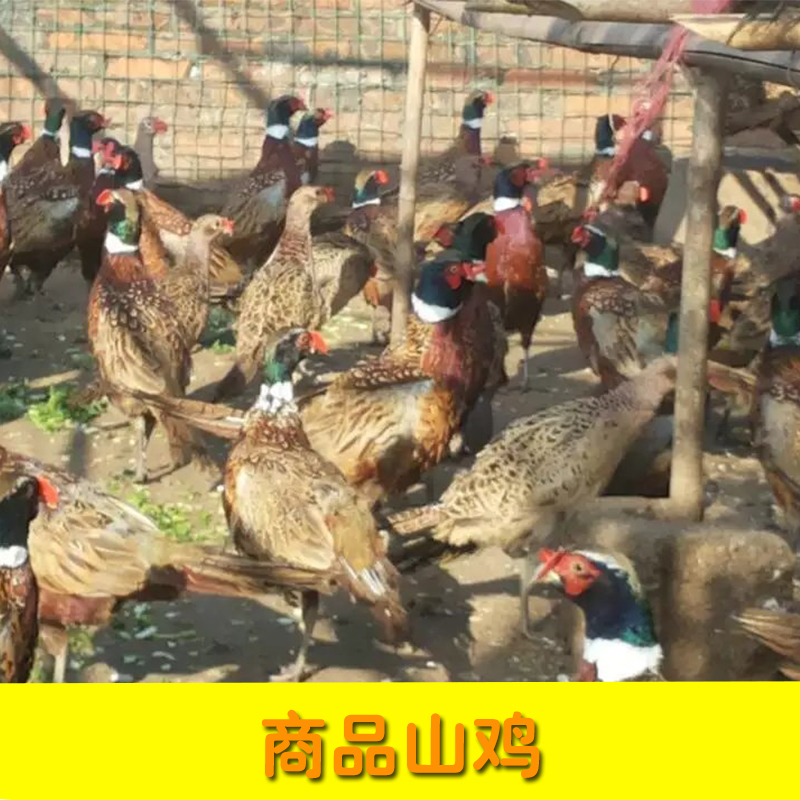 南宁商品南宁商品山鸡养殖场  山鸡养殖场图片