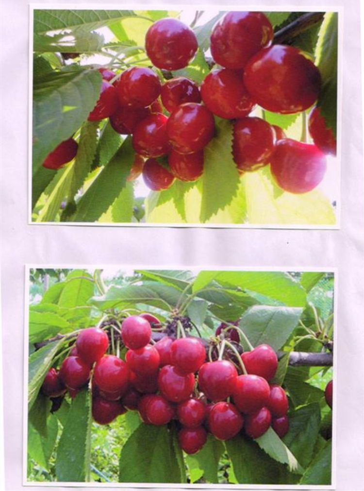 山旺大樱桃苗木及果品：美早、先锋、萨米托、布鲁克斯、拉宾斯等品种图片