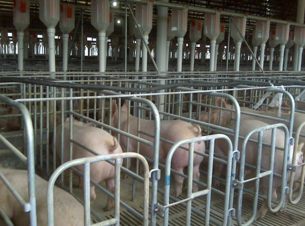 母猪限位栏/猪用栏位/栏位规格寸 限位栏 母猪限位栏 猪用栏位厂家 位厂家 栏 厂家