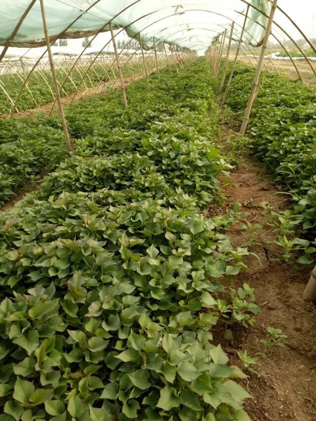 邢台最大脱毒红薯苗基地  优质红薯苗 红薯苗价格 石家庄红薯苗 苗