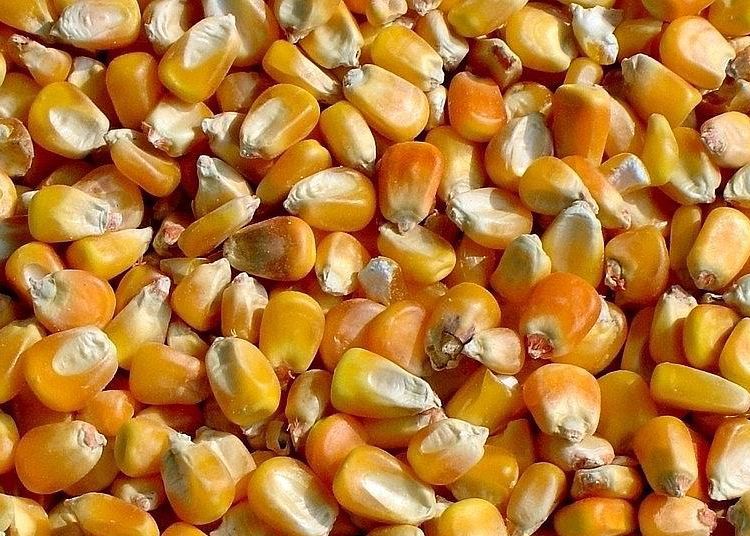 襄阳傲农现代农业求购玉米 大量收购玉米价格 大量收购玉米批发求购玉米