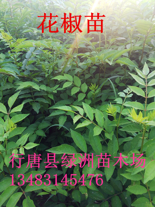 河北省哪里有大红袍花椒树苗批发的