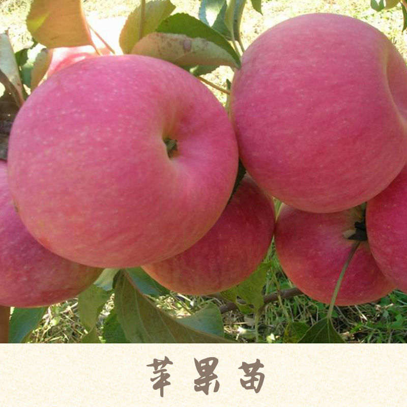 苹果苗产品 柱状苹果苗 红肉苹果苗 山东苹果苗 矮化苹果苗 苹果树苗