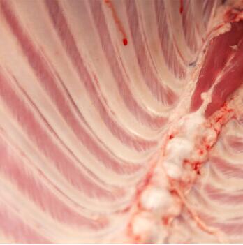 苏尔雅特羔全羊苏尔雅特羔羊肉价格西蒙（锡盟）羊肉批发商产厂家图片