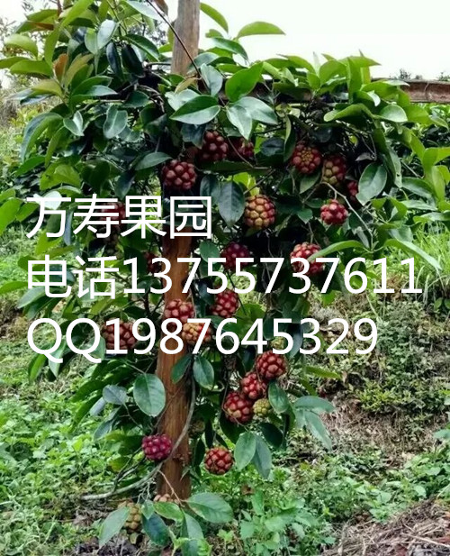 菠萝葡萄种植技术 菠萝葡萄苗批发布福娜苗批发菠萝葡萄苗价格