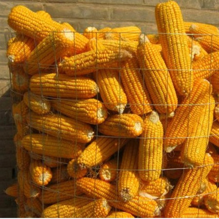 供应圈玉米电焊网四平专业存玉米网 圈苞米网